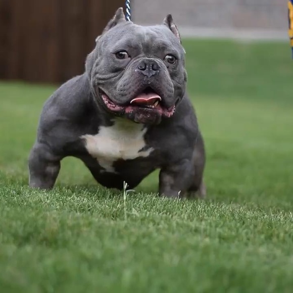 shomunnykennels